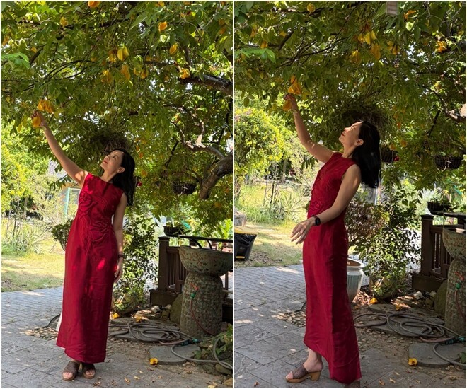 Bà xã NSND Xuân Bắc - chị Hồng Nhung - diện chiếc đầm đỏ nổi bật, hào hứng thả dáng bên cây khế chua trĩu quả. Sự tươi tắn của vợ nam nghệ sĩ hòa cùng mảng xanh mát của cây trái tạo nên khung cảnh thư thái, tràn đầy sức sống.
