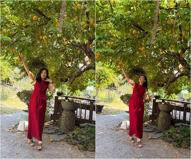 Chị Hồng Nhung thích thú vươn tay hái những quả khế chín vàng ngay trên cành. Khu vườn cây trái sum suê không chỉ cung cấp thực phẩm sạch cho gia đình mà còn là góc thư giãn check-in yêu thích của chị.