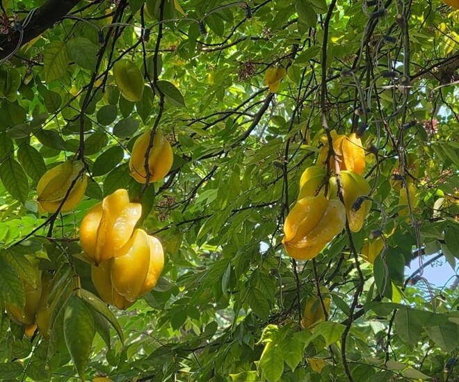 Cây khế chua trong vườn nhà NSND Xuân Bắc đang bước vào mùa chín rộ với những chùm quả vàng óng, mọng nước. Cành cây trĩu nặng xuống vì chật nịch những quả căng mọng, gợi lên không gian vô cùng yên bình và đậm chất quê.
