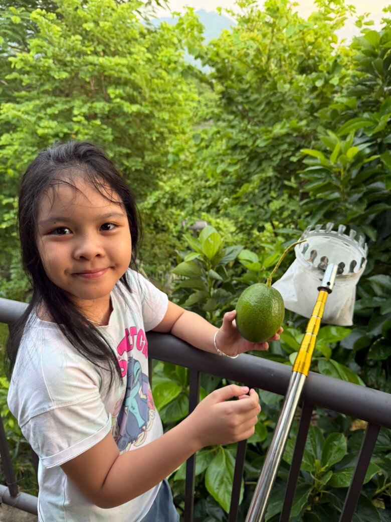 Bé Gà vui mừng khoe quả bơ tròn lẳn vừa tự tay hái bằng sào chuyên dụng. Những thành quả ngọt ngào từ cây nhà lá vườn luôn mang lại niềm vui lớn cho cả nhà.