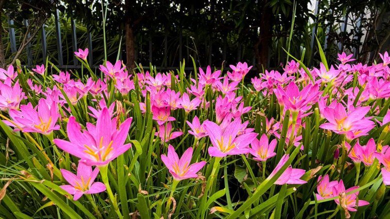 Góc vườn ngập tràn sắc hồng tươi tắn của thảm hoa tóc tiên. Những bông hoa nhỏ nhắn vươn cao đón nắng khiến bất cứ ai ngắm nhìn cũng cảm thấy yêu đời.