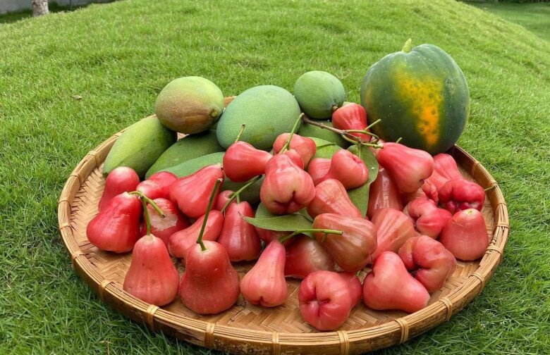 Thành quả thu hoạch ngon mắt với một mâm mận chín đỏ và những trái xoài xanh mọng, chứng tỏ sự mát tay chăm sóc của gia chủ.