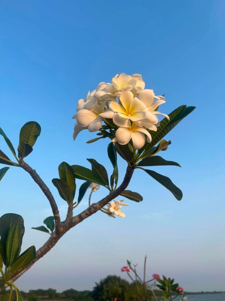 Chùm hoa sứ trắng nhụy vàng nổi bật trên nền trời xanh ngắt, mang đến vẻ đẹp tinh khôi, thanh tao cho góc vườn.