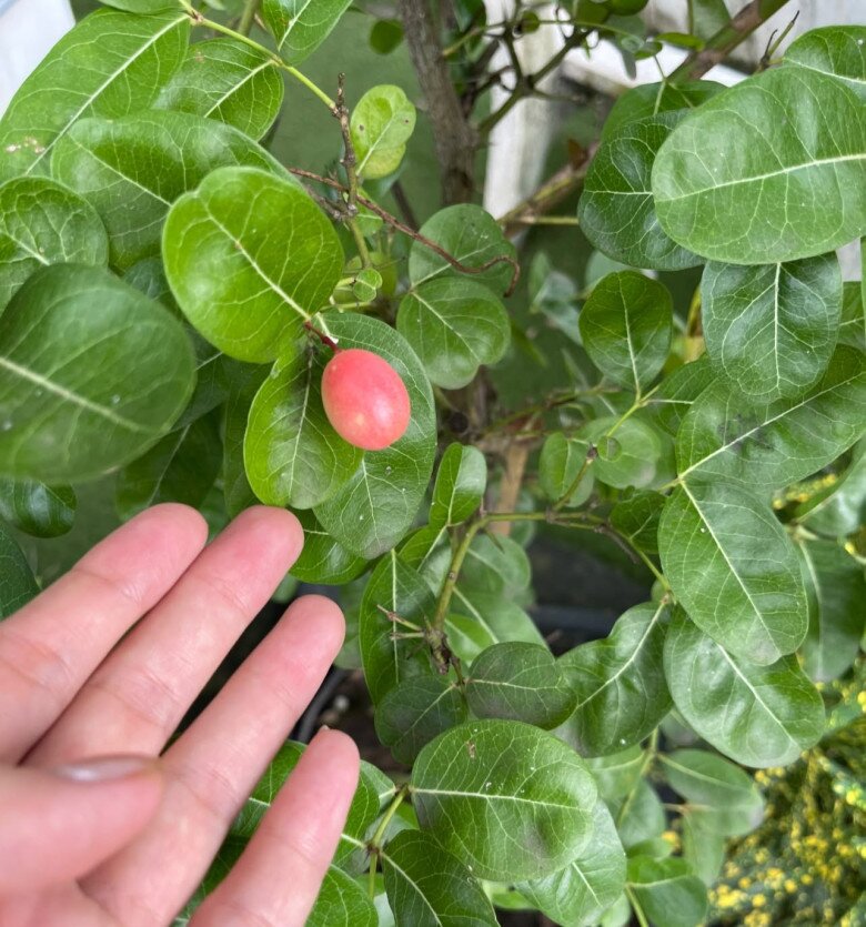 Cây sơ ri với những trái nhỏ xinh, đỏ mọng nổi bật trên nền lá xanh - loại quả dân dã nhưng rất được yêu thích vì vẻ đẹp lạ mắt.