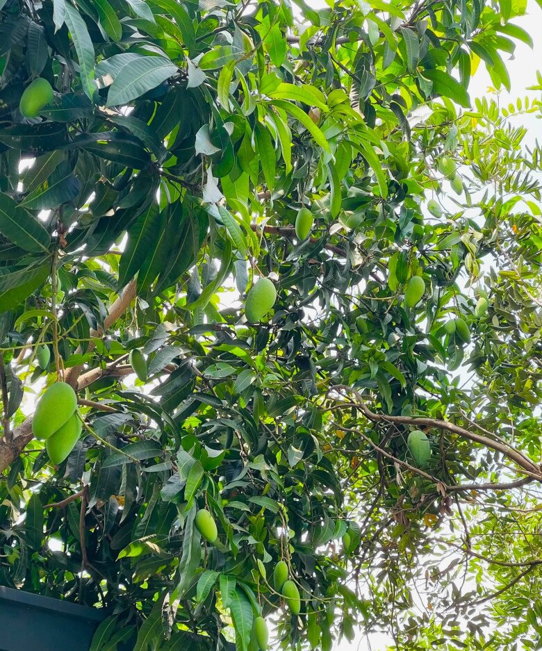 Gốc xoài sum sê với hàng chục trái xoài xanh căng mọng đung đưa trên cành, hứa hẹn một mùa thu hoạch bội thu.