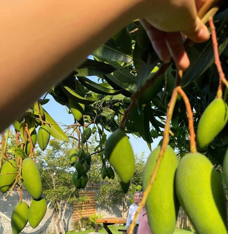 Qua những hình ảnh được chia sẻ, có thể thấy khu vườn của nữ ca sĩ rất rộng, được quy hoạch quy củ và chăm sóc rất cẩn thận. Không gian ngập tràn sắc xanh của cây ăn trái trĩu quả, các loại hoa rực rỡ và cả những thảm cỏ xanh mướt.