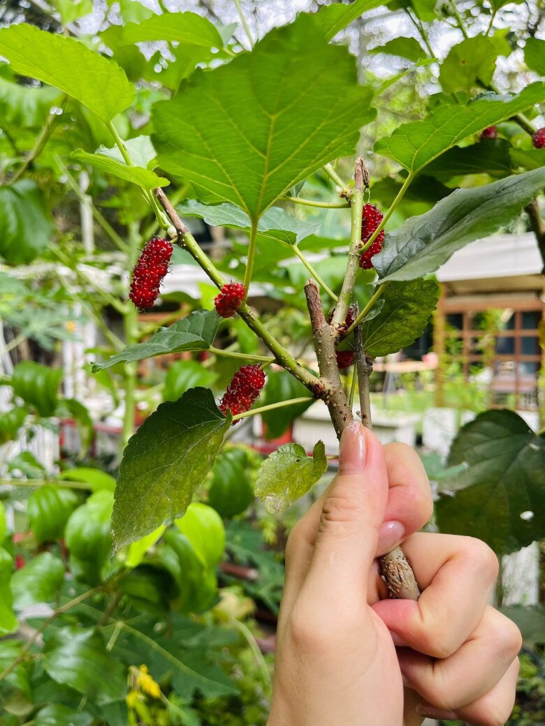 Cây dâu tằm sai quả với những trái chín đỏ mọng, được chính tay Kiều Diễm hái để thưởng thức ngay tại vườn.