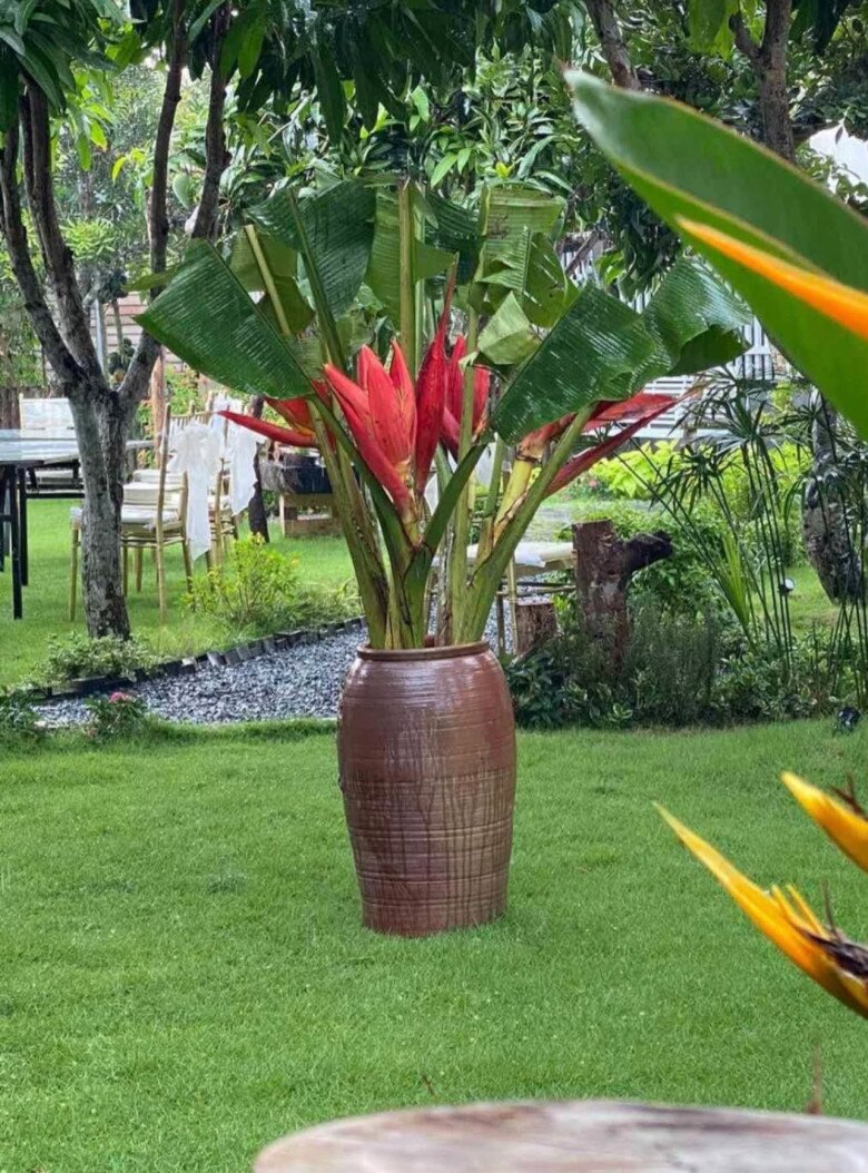 Bình hoa chuối có dáng độc đáo với những bông hoa đỏ rực rỡ như ngọn lửa nhỏ, tạo điểm nhấn thu hút cho không gian sân vườn.