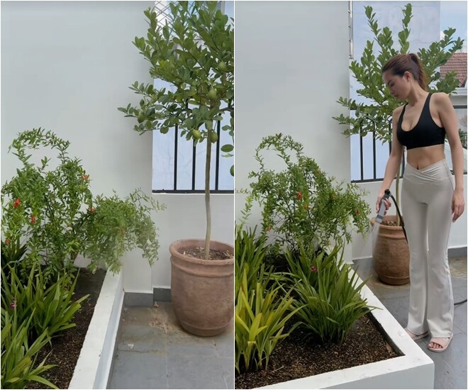 Ngoài các loại hoa tươi, nàng hậu còn tự tay trồng và chăm sóc các bồn cây cảnh, cây chanh, cây lựu trên sân thượng. Việc tưới cây, làm vườn mỗi ngày giúp cô giải tỏa căng thẳng và duy trì lối sống lành mạnh, gần gũi với thiên nhiên.