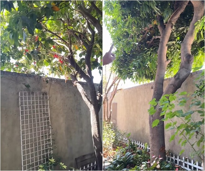 Bên cạnh đó, nam nghệ sĩ cũng khoe cây xoài cứ tới mùa là nhiều khi không hái kịp, chim ăn hết. Tận hưởng cuộc sống an nhiên, tự tay chăm sóc và thu hoạch những món quà ngọt ngào từ thiên nhiên chính là niềm vui đơn sơ nhưng vô cùng hạnh phúc của NSƯT Bảo Quốc.
