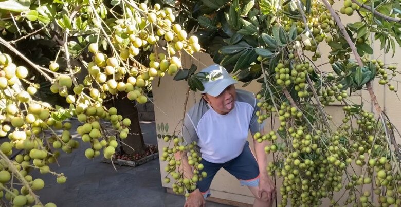 Khu vườn nhà nam danh hài tràn ngập không khí thu hoạch khi cây nhãn cho năng suất kỷ lục. Nam nghệ sĩ dí dỏm tạo dáng bên những cành nhãn trĩu nặng trái chín vàng ươm.