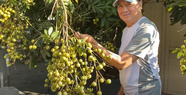 Nghệ sĩ Bảo Quốc hào hứng nâng niu từng chùm nhãn chín mọng, hạt nhỏ thịt dày. Ông đã thu hoạch hơn 100kg nhãn để chia sẻ bớt niềm vui trúng mùa cùng bạn bè.