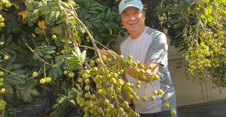 Danh hài Bảo Quốc trúng mùa hơn 100kg nhãn, mận chín đỏ rụng đầy sân ai nhìn cũng thốt lên amp;#34;Quá đã!amp;#34; - 7