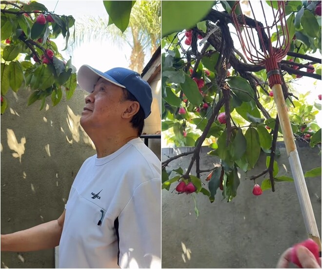 Bên cạnh nhãn, cây mận trong vườn sau nhà nghệ sĩ Bảo Quốc cũng vào mùa chín đỏ rực. Nam danh hài phải dùng đến lồng hái chuyên dụng để thu hoạch những quả mận mọng nước trên cao.