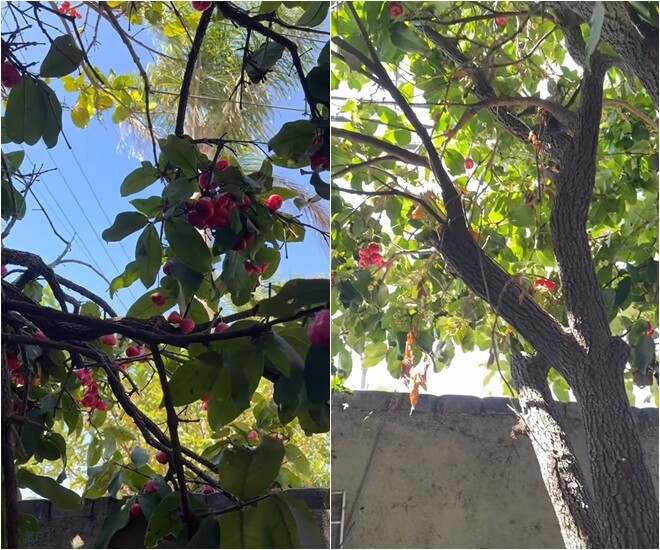 Cây mận cao vút tràn ngập những chùm quả chín đỏ sẫm dưới ánh nắng. Từng vòm lá xanh đan xen với sắc đỏ tươi tắn làm đẹp thêm cho góc vườn nhà.