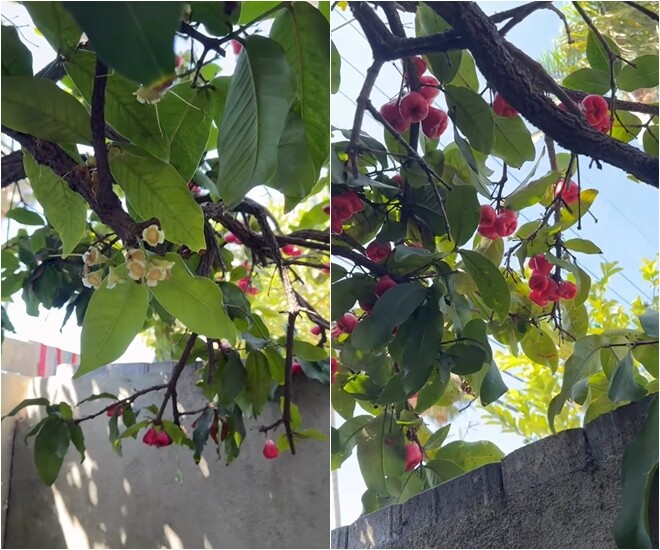 Hình ảnh những chùm mận đơm hoa kết trái dày kịt từ trong thân ra ngoài cành. Trái mận to, bóng mọng là thành quả từ sự mát tay chăm bón của gia đình.