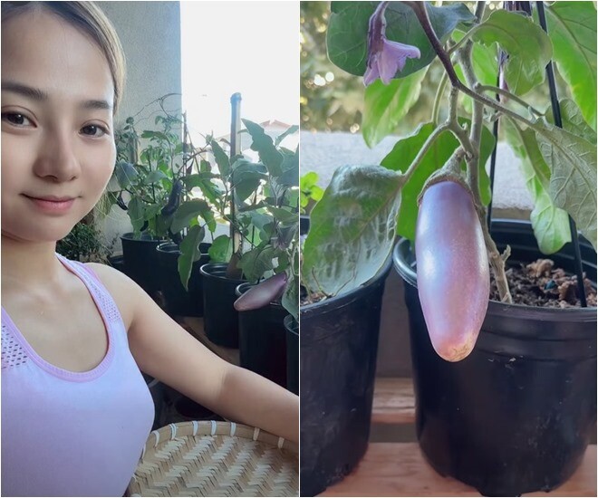Khánh Hiền rạng rỡ khoe góc ban công nhỏ tràn ngập sắc xanh, những chậu cà tím đang ra quả sai trĩu. Cây cà tím vỏ nhạt căng bóng, phát triển khỏe mạnh nhờ bàn tay chăm sóc tỉ mỉ mỗi ngày của nông dân thực tập.