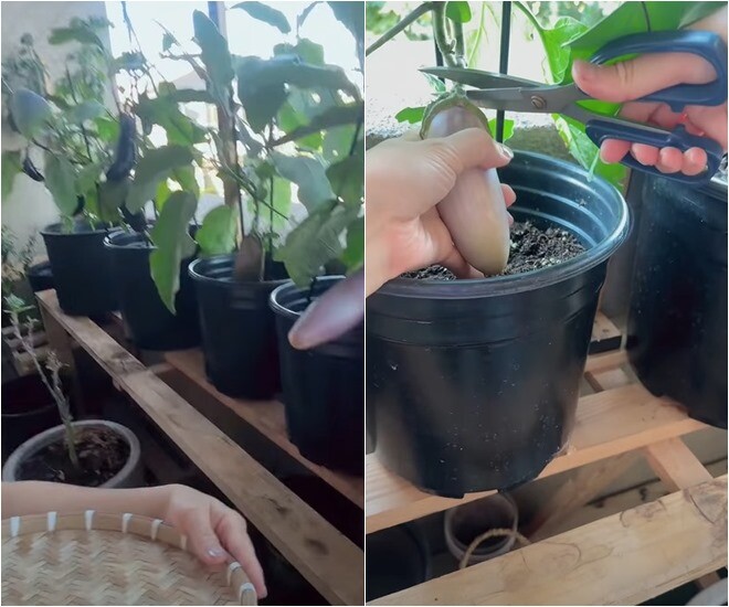 Khánh Hiền cẩn thận dùng kéo cắt từng trái cà tím đã đến kỳ thu hoạch. Góc ban công được xếp các kệ gỗ gọn gàng, giúp tối ưu diện tích đặt chậu và tạo không gian thoáng đãng cho cây đón ánh sáng.
