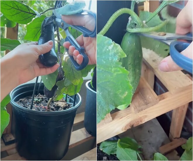 Bên cạnh cà tím là những chậu dưa chuột cũng cho quả căng mộng, giàn khung đỡ chắc chắn giúp cây không bị gãy cành khi mang trái nặng.