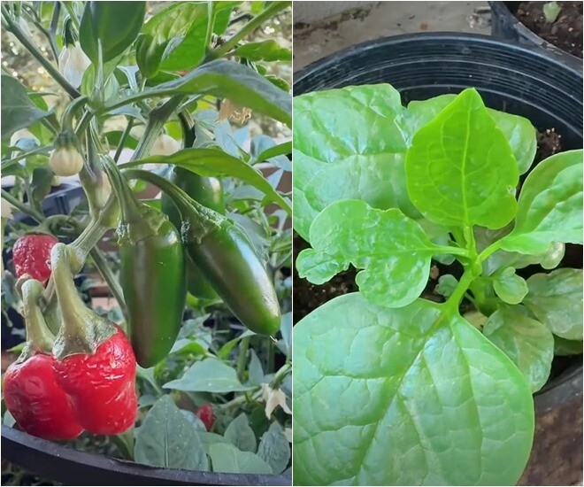 Góc vườn thêm phần sinh động với chậu ớt sai trĩu quả cả xanh lẫn đỏ chín mộng, bên cạnh là chậu mồng tơi lá to, xanh mướt mát, hứa hẹn những bữa canh rau sạch ngon lành cho gia đình.