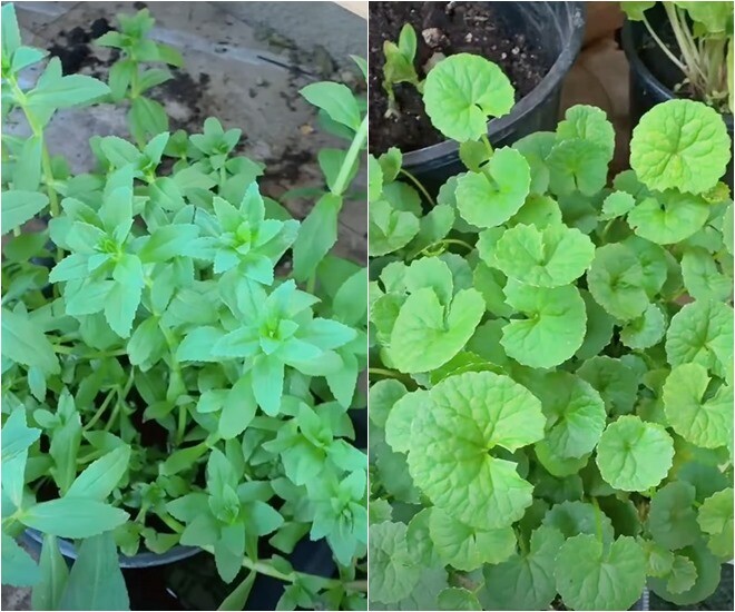 Các loại rau gia vị và rau dân dã như rau ngổ và rau má phát triển xanh tốt, mọc dày ken đặc trong chậu, mang đến hương vị quê nhà quen thuộc ngay giữa không gian sống hiện đại.