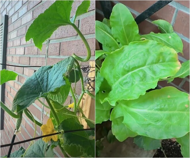 Cây dưa leo leo giàn chắc chắn bám vào mảng tường gạch, bắt đầu nở hoa vàng rực rỡ và đậu những quả non đầu tiên, bên dưới là chậu rau lá mập mạp, xanh tốt.