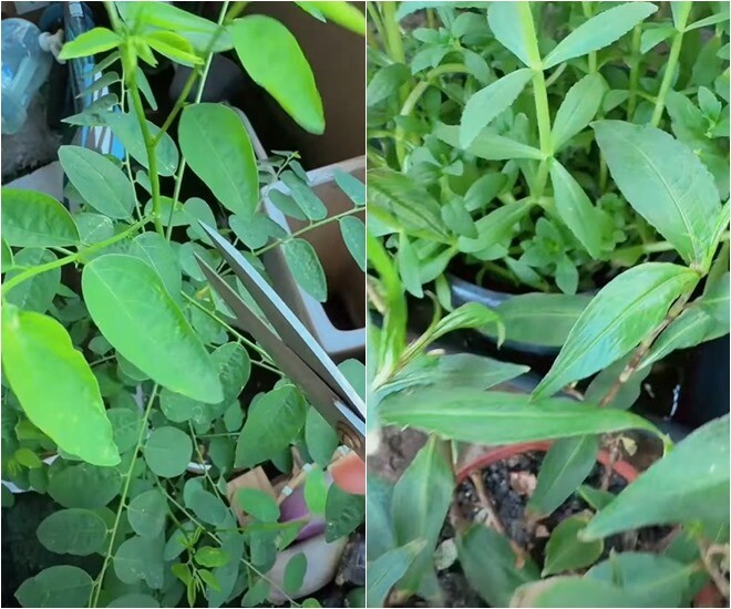 Khánh Hiền dùng kéo thu hoạch từng cành rau ngót tươi ngon. Ngoài ra còn chậu rau răm, rau húng xanh tốt, giúp gia đình luôn sẵn nguồn rau sống và gia vị sạch sẵn có tại nhà.