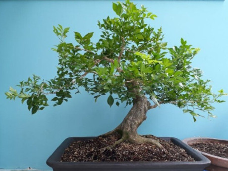 Trồng 10 chậu cây kim tiền cũng không bằng 2 cây thơm “giữ lộc” này, càng già càng đắt, nhiều nhà giữ làm "gia bảo"