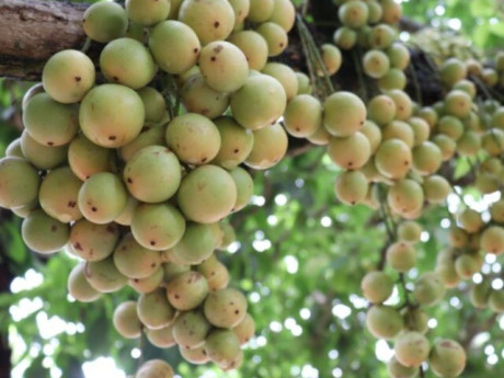 Loại quả dại nay thành đặc sản 45.000 đồng/kg, trồng một lần ăn cả đời, càng sai quả càng hút tài lộc