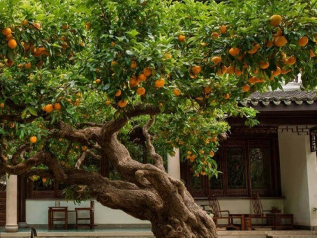 3 cây cảnh cải vận trong vườn, trồng một lần, ba đời hưởng phúc, trấn trạch, giữ nhà, tiền tài tự tìm tới