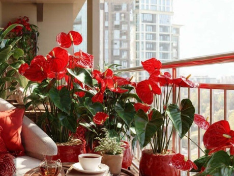 4 cây cảnh tụ tài người giàu thích nhất, trồng trong nhà an gia, dưỡng trí, phúc lành tự tìm về