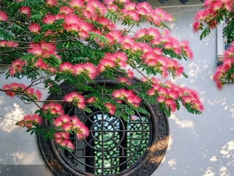 3 cây cảnh phúc trạch, an gia, linh khí tích tụ theo năm tháng, trồng một cây, vượng cả đời, xua tà khí