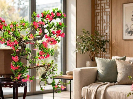 4 cây cảnh đáng tiền, vượng phong thủy, xua tan mệt mỏi, thu hút tài lộc, giữ yên nếp nhà, càng ngắm càng đủ đầy