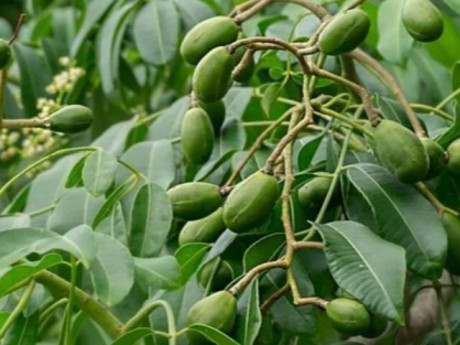 Loại quả đặc sản có ở TP.HCM giá 85.000 đồng/kg, trồng một lần ăn nhiều năm, vào chậu làm bonsai còn hút lộc