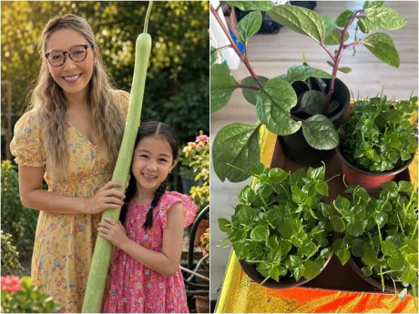 Vợ Đức Tiến và thú vui tuổi hưu sớm: Trồng thứ ở Việt Nam mọc đầy như cỏ dại nhưng sang Mỹ thành "của hiếm"