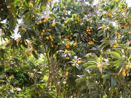Loại quả dại xưa rụng đầy gốc không ai ăn nay thành đặc sản 120.000 đ/kg, trồng một lần thu hoạch nhiều năm, còn hút lộc