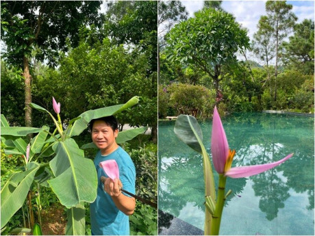 Vợ Trọng Tấn khoe ảnh chồng bên hoa chuối có màu như cánh sen: "Hoa chuối nhà ai sao lạ thế"
