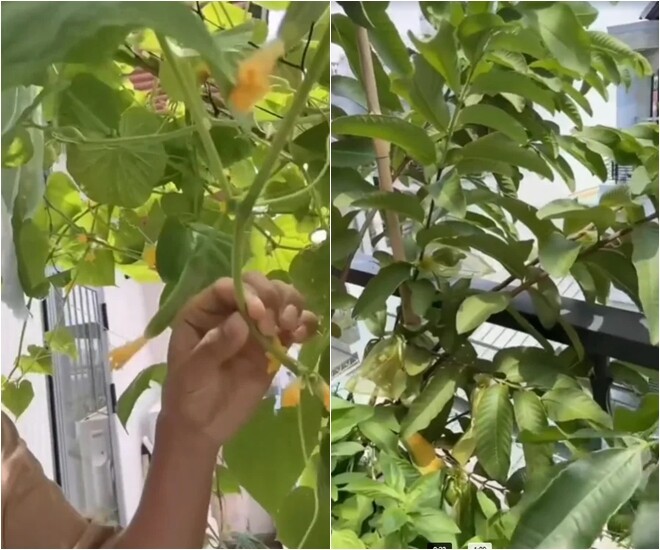 Khu vườn tuy diện tích không quá lớn nhưng được sắp xếp vô cùng khéo léo. Giàn bầu ra quả dài xanh mướt cùng các chậu cây ăn trái như ổi, mướp đang phát triển rất tốt.