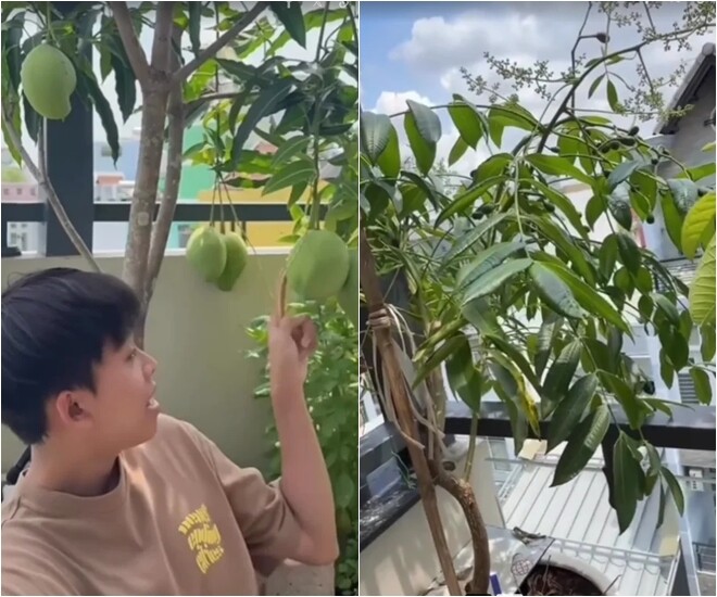 Hồ Văn Cường đặc biệt yêu thích cây xoài tứ quý được trồng trong chậu. Dù chỉ sau vài tháng chăm sóc, cây đã ra nhiều chùm quả to xanh tươi ngay giữa lòng thành phố.