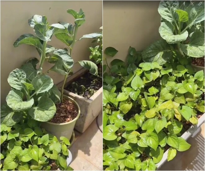 Góc trồng rau xanh ngát với nhiều loại quen thuộc như diếp cá, rau cải. Khu vườn nhỏ không chỉ tạo không gian thư giãn giải tỏa căng thẳng mà còn cung cấp nguồn rau sạch tươi ngon cho bữa ăn gia đình.