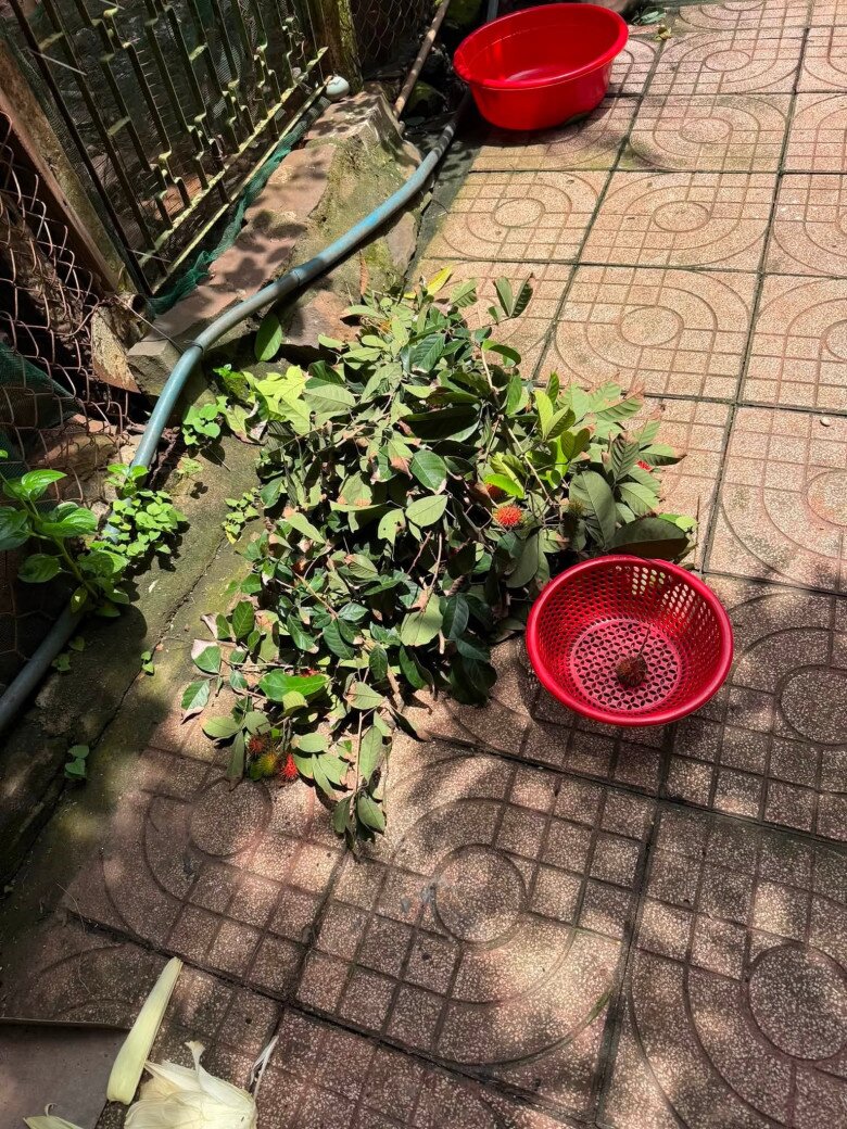 Thành quả sau màn oanh tạc cây chôm chôm nhãn là cành lá xum xuê rơi rải khắp sân. Nữ diễn viên dở khóc dở cười chia sẻ tình huống bị mẹ dọa: Mẹ em ra nhìn đống lá chôm chôm em hái thì mẹ đòi tống cổ em lên ngược Sài Gòn lại. Huhu.