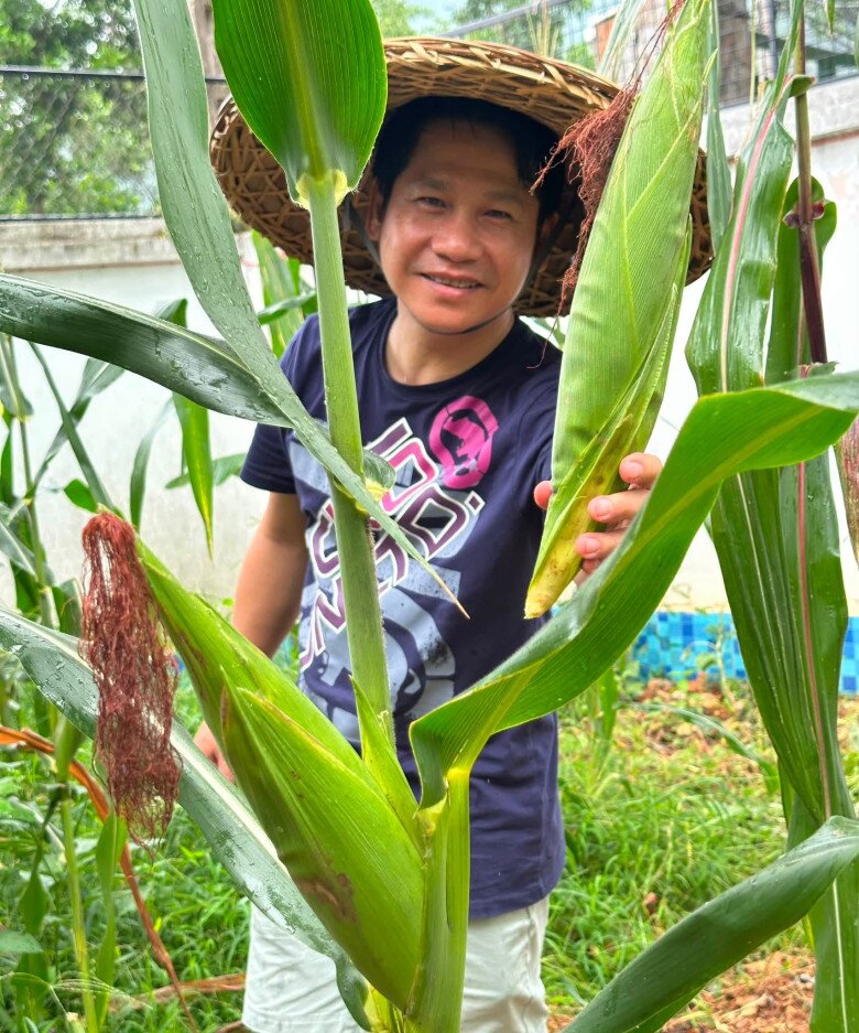 Ca sĩ Trọng Tấn cười tươi rói bên cạnh cây ngô trĩu bắp mọc ngay trong khuôn viên sân biệt thự Sóc Sơn. Những hàng ngô được trồng xen kẽ một cách khoa học, vừa làm cảnh quan thêm sinh động vừa cung cấp thực phẩm sạch.