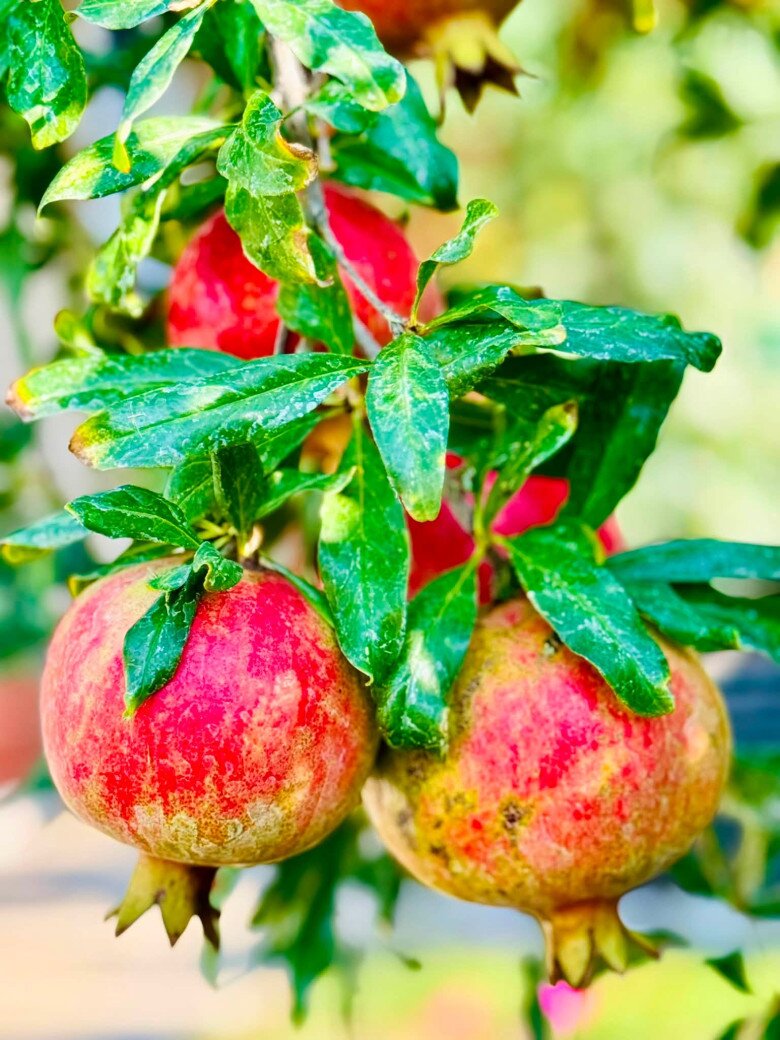 Trái chín đung đung trên cành cây, khoe vẻ căng mọng và đốm đỏ rực đặc trưng. Sự kết hợp hoàn hảo giữa sắc vàng dịu và đỏ ấm làm nên vẻ cuốn hút rất riêng cho góc vườn.