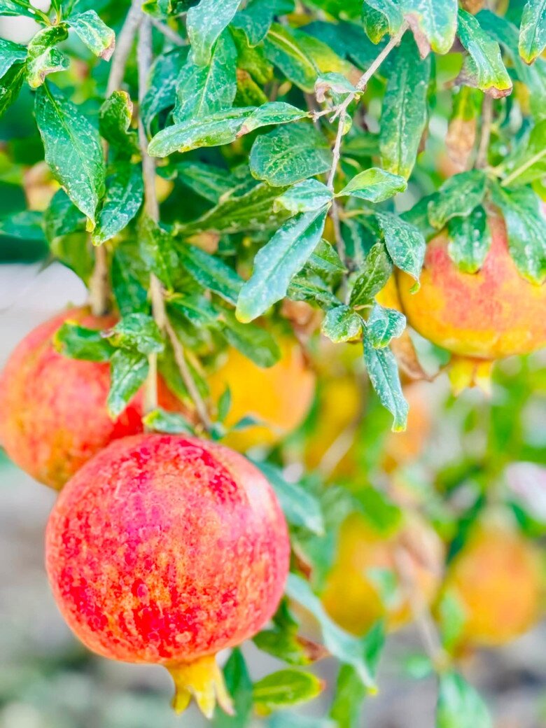 Khu vườn của diễn viên Diệu Hương ở Mỹ có amp;#34;hoa hậuamp;#34; ngắm hoài không chán, chủ nhân mê mẩn: amp;#34;Sao đẹp quá!amp;#34; - 14