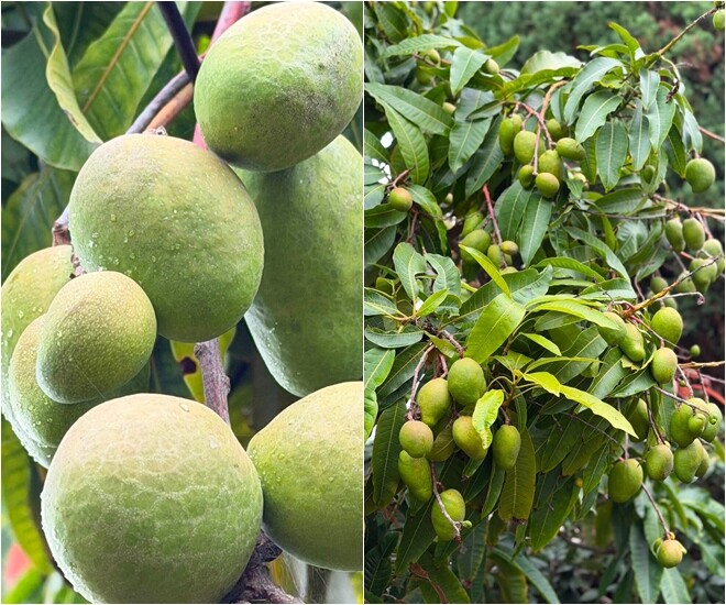 Khu vườn đầy hoa thơm trái ngọt của amp;#34;em gái Tăng Thanh Hàamp;#34; ở Mỹ, trân trọng buồng chuối giữa xứ người - 1