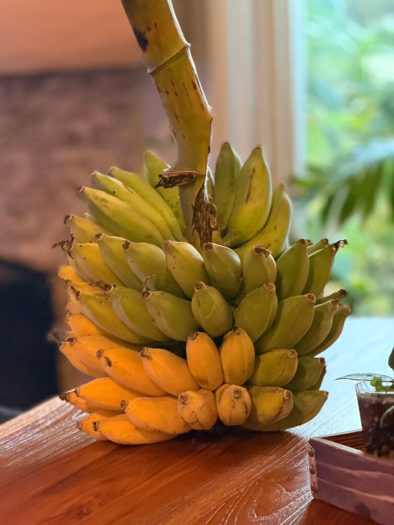 Buồng chuối căng tròn, nặng trĩu chính là quả ngọt cho tình yêu thiên nhiên và sự tỉ mỉ của cô trong suốt thời gian qua. 
