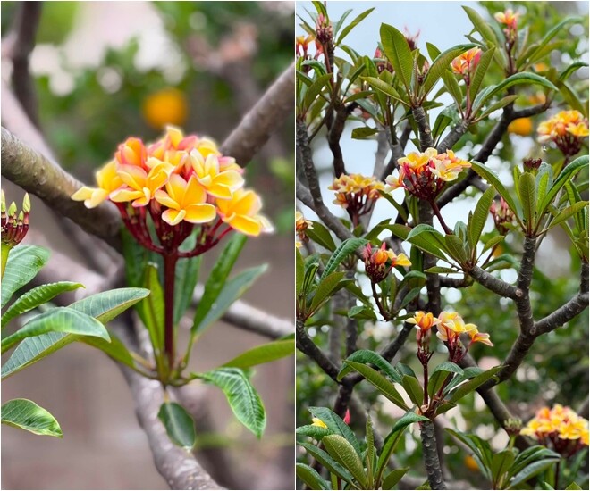 Khu vườn đầy hoa thơm trái ngọt của amp;#34;em gái Tăng Thanh Hàamp;#34; ở Mỹ, trân trọng buồng chuối giữa xứ người - 3