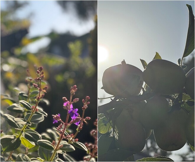 Từ những nhành xoài trĩu quả rạng dưới nắng hè cho đến những khóm hoa sứ, hoa hồng khoe sắc, tất cả tạo nên một bức tranh thiên nhiên sinh động và tràn đầy sức sống.
