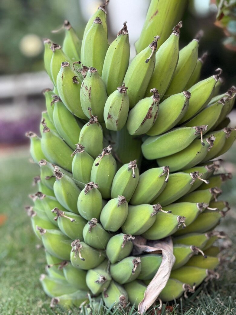 Nhìn ngắm thành quả sau gần nửa năm mong đợi, nàng Út Ráng không giấu nổi niềm xúc động: Nhìn buồng chuối từ những ngày còn xanh, rồi từng trái chuyển dần sang màu vàng, Hannah chợt nghĩ đến cuộc đời mình. Có những giai đoạn mình phải kiên nhẫn lớn lên trong thầm lặng, trải qua nắng, mưa và những thử thách không ai thấy.