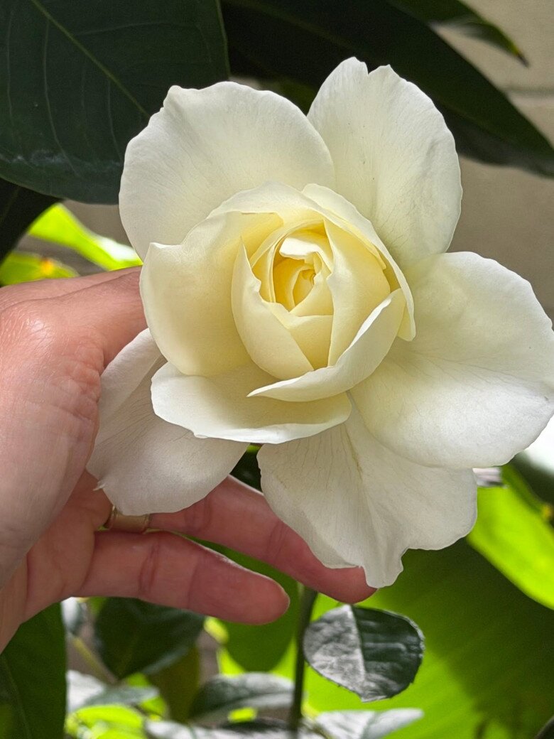 Khu vườn đầy hoa thơm trái ngọt của amp;#34;em gái Tăng Thanh Hàamp;#34; ở Mỹ, trân trọng buồng chuối giữa xứ người - 19